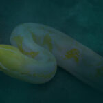 2023-01-CHSN-EP-306-Serpent-Scene-1