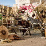 EP201_ Jesus fixing cart far shot